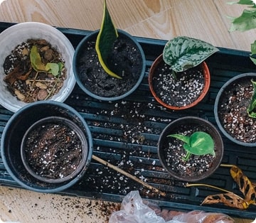Dịch vụ làm vườn